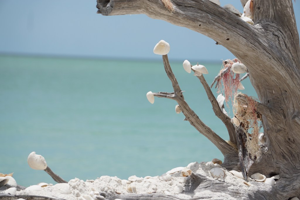 Tripping: Photo Gallery of Southwest,&nbsp;Florida