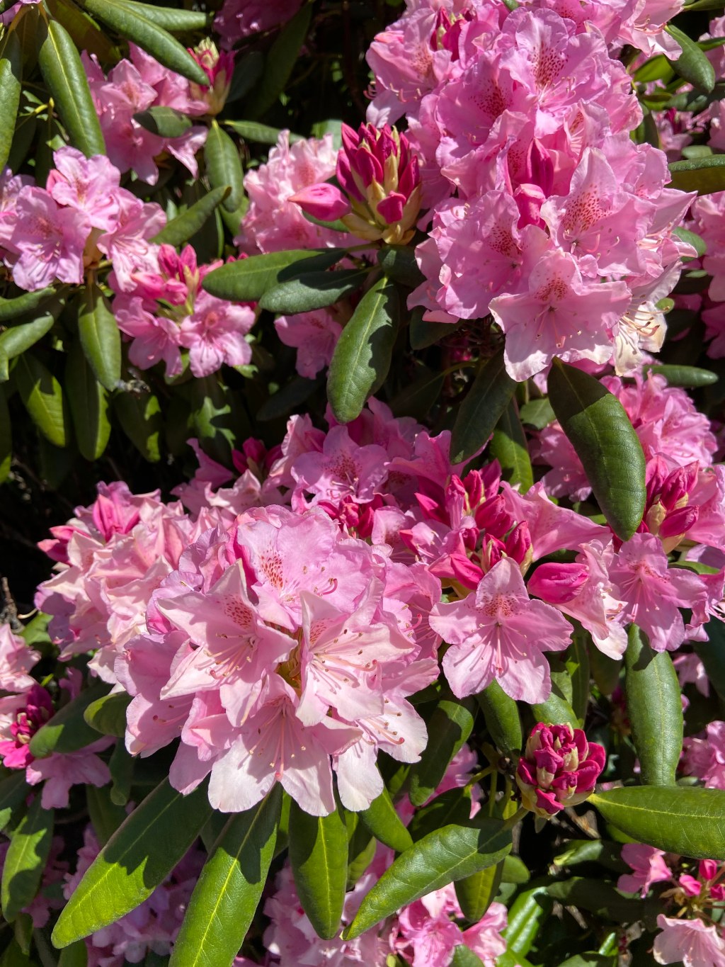 Quarantine Chronicles: Tripping. Photo Gallery of my&nbsp;Backyard